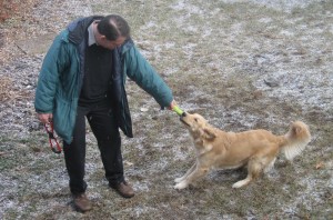 Golden Retriever Playing