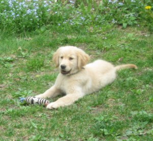 Honey Puppy Golden Retriever Puppy