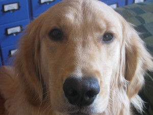Honey the Hippie Golden Retriever Dog