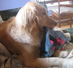 Scruffy Honey with Dragon Golden Retriever Dog with toy