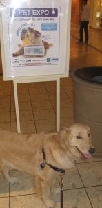 Tired Golden Retriever at the Shops at Ithaca Mall