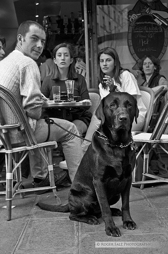Dog posing at Paris Cafe
