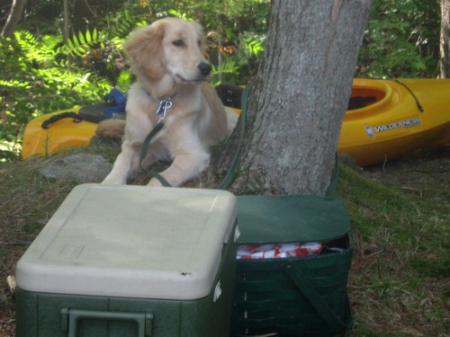 Honey goes camping Honey the Golden Retriever goes camping.