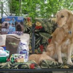 Honey the Golden Retriever admires BlogPaws swag.