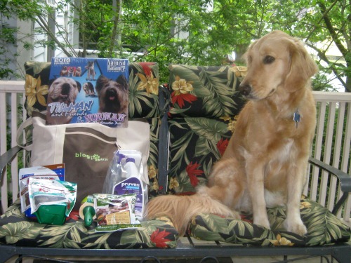 Honey and the BlogPaws swag Honey the Golden Retriever admires BlogPaws swag.