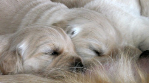 Honey and her siblings in a pile Golden retriever puppies nurse in a pile.