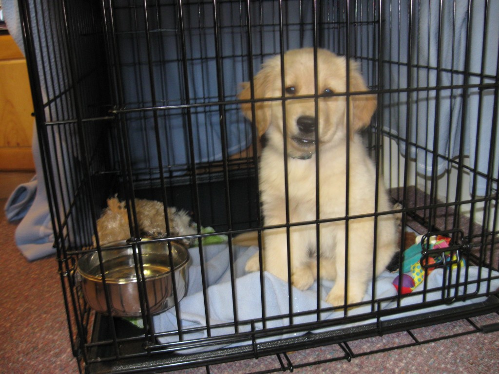 Honey the golden retriever puppy at work.