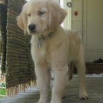 Honey Surveying Her Realm.