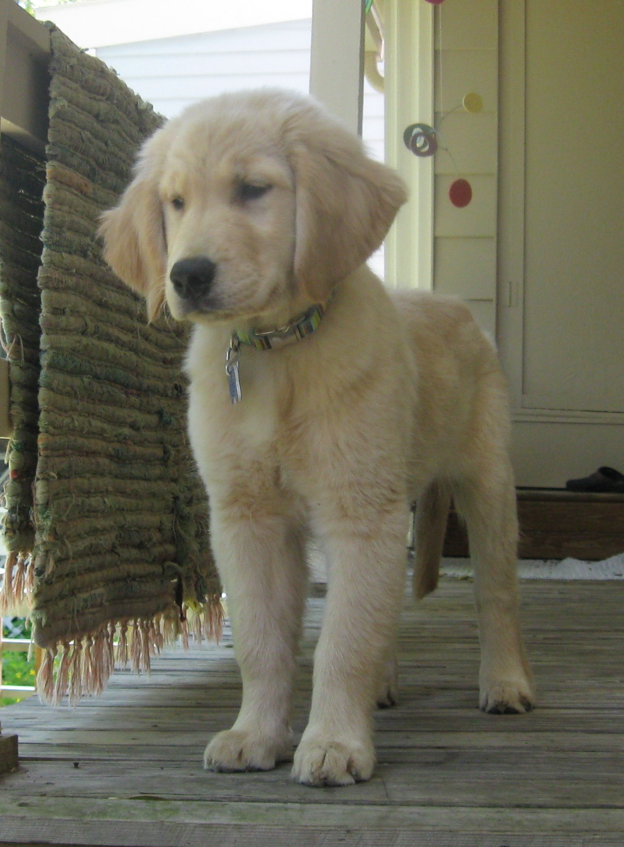 Honey Surveying Her Realm.