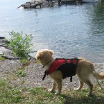 Golden Retriever Puppy in a Life Jacket looking at the Lake