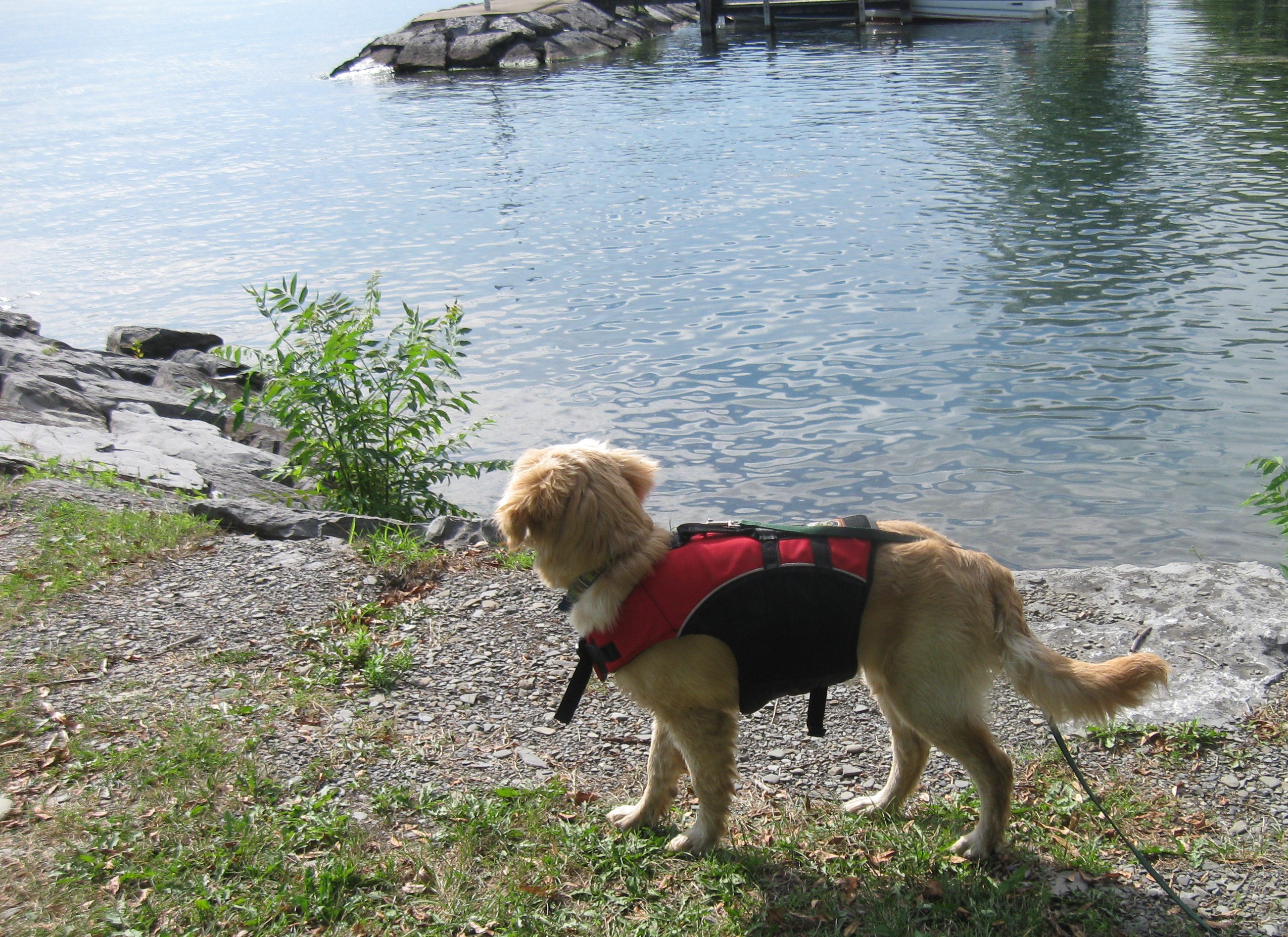 Golden Retriever Puppy in a Life Jacket looking at the Lake