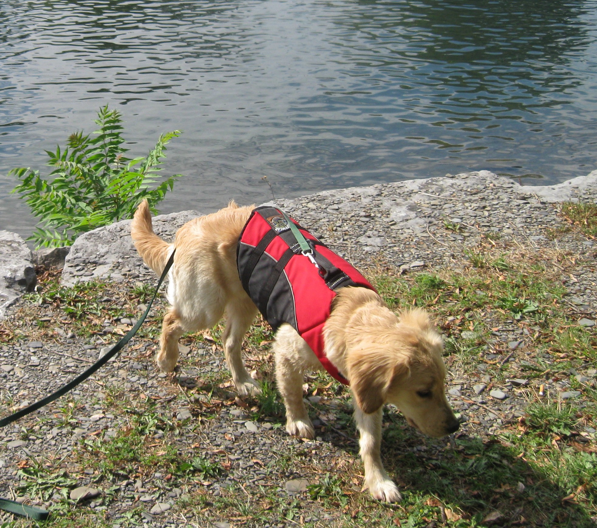 Golden Retriever Puppy in a Life Jacket Walking Away from the Lake