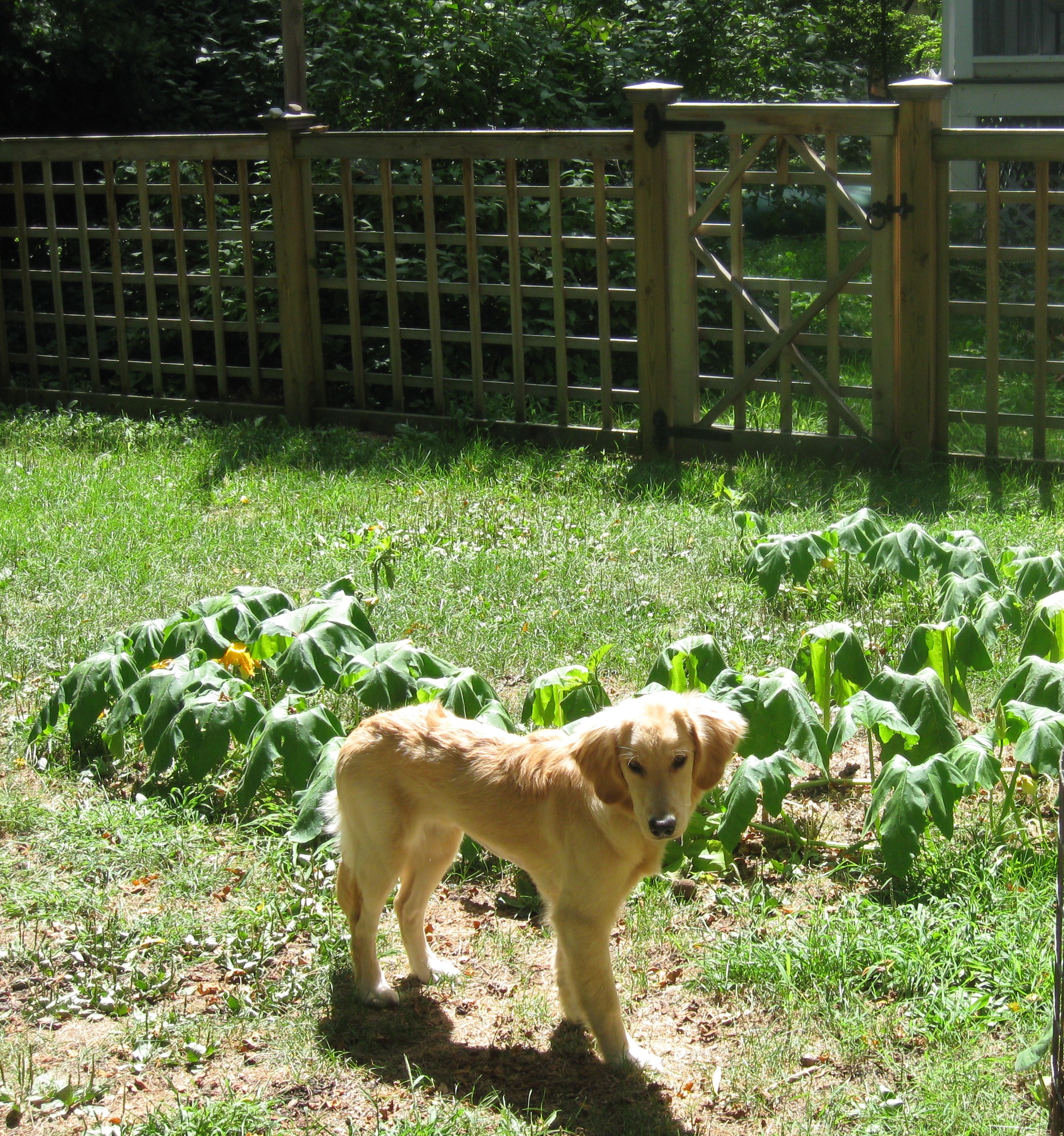 Golden Retriever Puppy