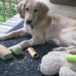 Golden Retriever Puppy Surrounded by Toys
