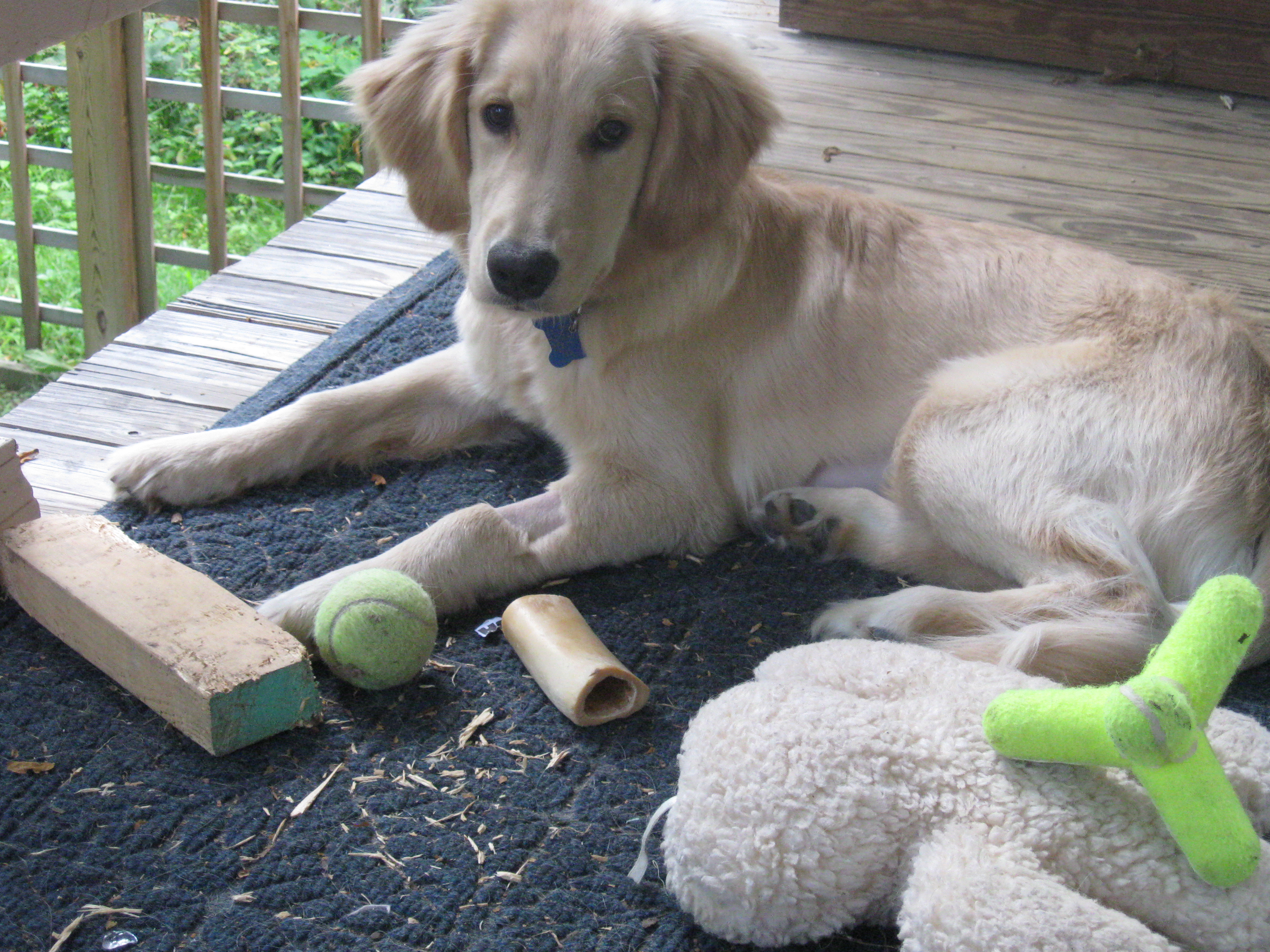 Golden Retriever puppy and toys.