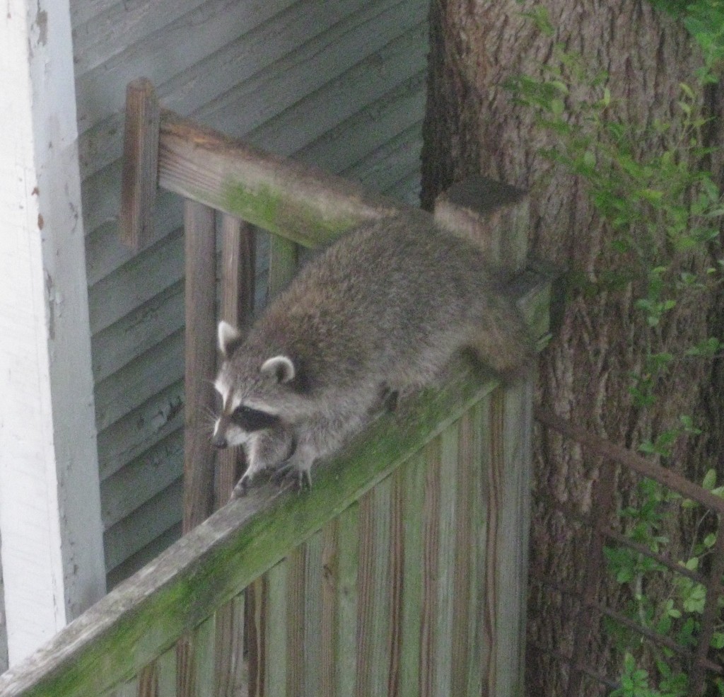 Baby Raccoon
