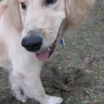 Dirty Golden Retriever Puppy