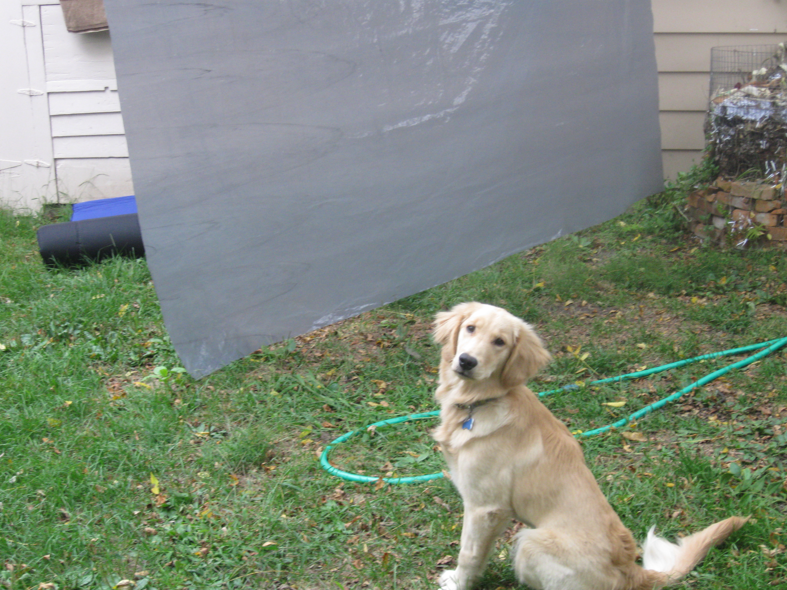 Golden Retriever Puppy Sitting Pretty