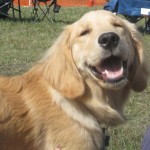 Golden Retriever Puppy Smiling