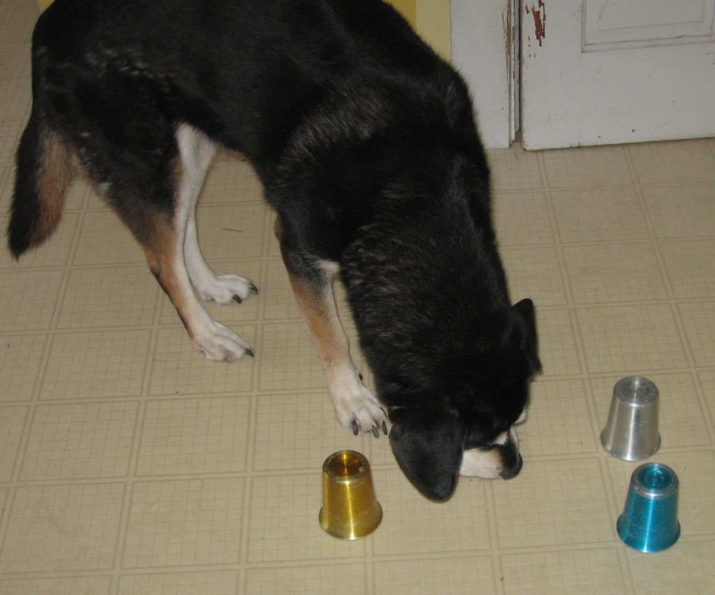 Sniffing Dog