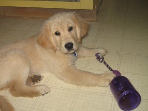Golden Retriever Puppy
