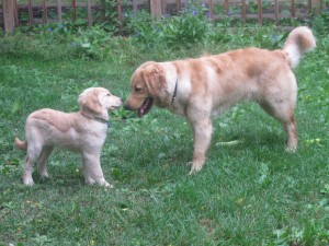 Honey sniffing Riley Golden Retriever adult and puppy.