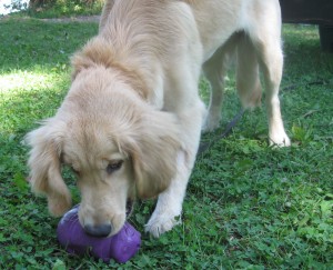 Golden Retriever Puppy Plays with Toy
