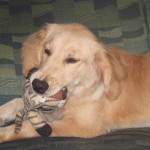 Golden Retriever Puppy Chewing Stuffed Toy