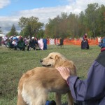 Golden Retriever Puppy