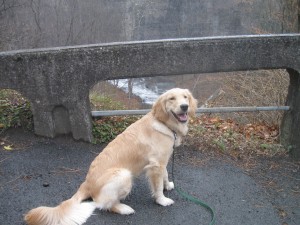 Golden Retriever Dog