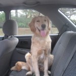 Golden Retriever in a car.