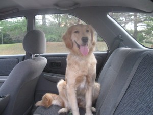 Honey ready to go home from the dog park. Golden Retriever in a car.