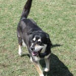 Large Black Dog