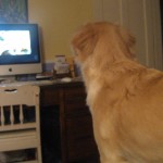Honey the golden retriever stares at the computer.