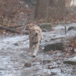 Golden Retriever with Stick