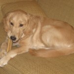 Golden Retriever and Bone