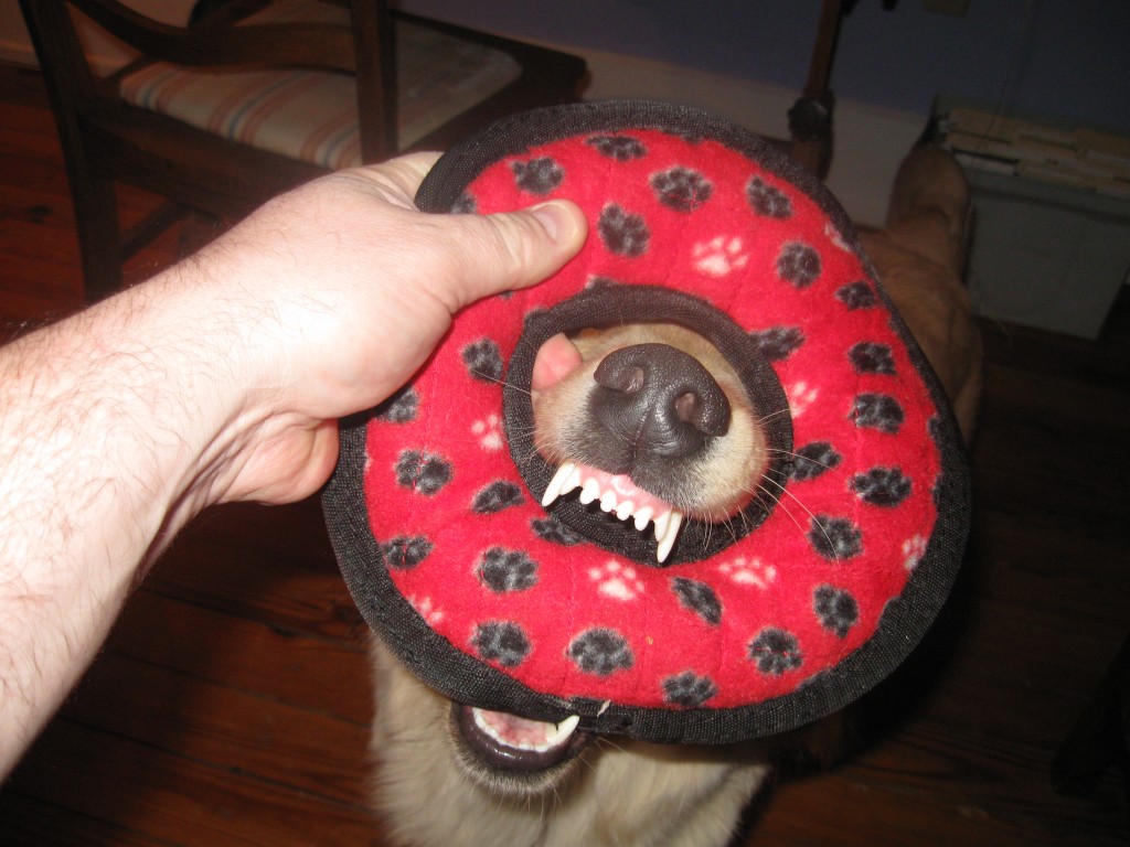 Golden Retriever Biting Toy