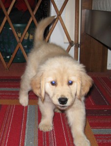 Golden Retriever Puppy