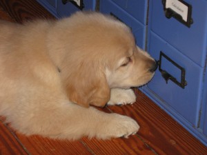 Golden Retriever Puppy
