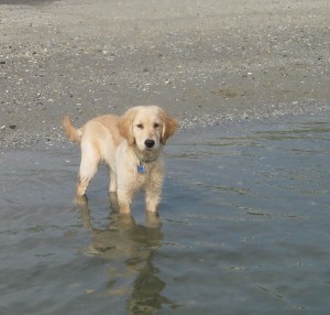Golden Retriever Puppy in Water