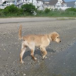 Golden Retriever Puppy at the Water's Edge