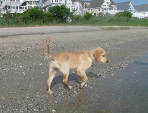 Golden Retriever Puppy at the Water's Edge