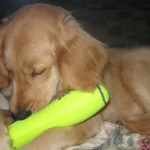Golden Retriever Chewing Toy