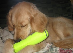 Golden Retriever Chewing Toy
