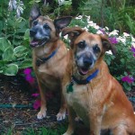 Two old dogs in a garden