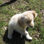 Golden Retriever Puppy