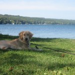 Golden Retriever and Lake