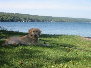 Golden Retriever and Lake