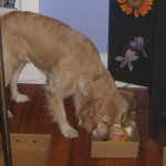 Golden Retriever Dog