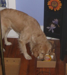 Golden Retriever Dog